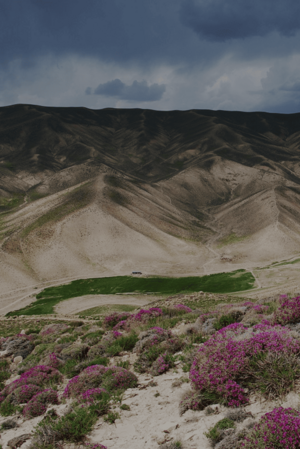 Desert**29043513**Area of land without vegetation cover