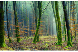 Image Gallery