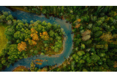 Forests are the  lungs of the earth 