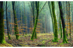 Forest Gallery