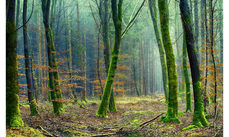 Forest Gallery