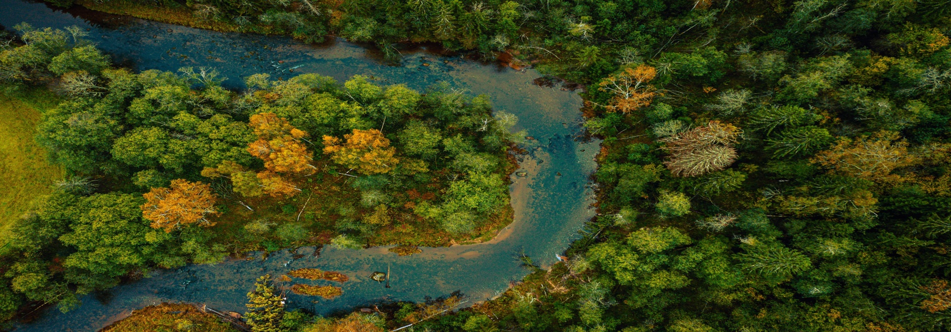 Forests are the lungs of the earth