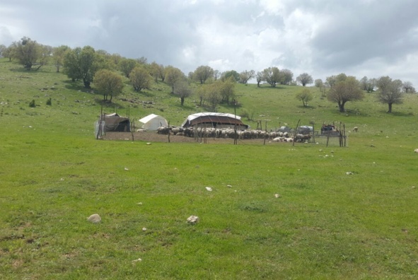 عکس‌های مرتع