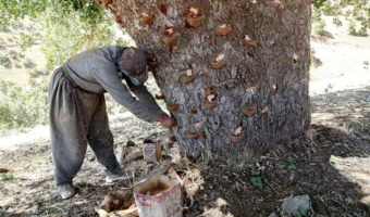 برداشت سقز از بنه‌زارهای کردستان ممنوع است