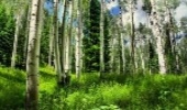 FAO Urges Further Actions to Save Oaks and Boxwood trees of Iranian Forests