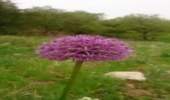 600هکتار از اراضی ملی الیگودرز به کشت گیاهان دارویی اختصاص می‌یابد