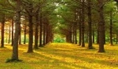 4th International Congress on Planted Forests (ICPF) held in China