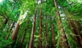 More than 8 000 hectares of new protected areas to Finland as 100th anniversary gifts