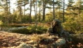 Missing the forest for the trees: An unexpected picture of New York City forests