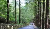 Asia-Pacific Forestry Week 2019: Forests for Peace and Well-being 