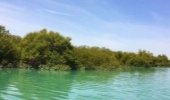 جنگل مانگرو در چابهار؛ هدیه تماشایی منابع طبیعی به گردشگران