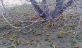 14 هزار هکتار از مراتع سیستان و بلوچستان علیه ملخ صحرایی سمپاشی شد