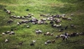  مدیریت چرای دام راهی برای حفظ مراتع 