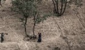 آغاز اجرای برنامه‌ پنج ساله احیای جنگل‌های زاگرس