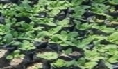 تولید و توزیع بیش از 6 هزار اصله نشاء گل گاو زبان در فاز دوم منطقه اجرایی ترسیب کربن 