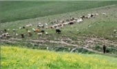 ابطال ۱۷۰ پروانه چرای دام در چهارمحال و بختیاری