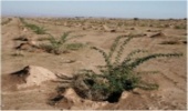حدود چهار هزار هکتار عملیات بیابانزدایی در البرز اجرا شد