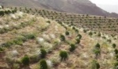 طرح توسعه جنگل در ۴۲ هکتار از اراضی ملی مریوان آغاز شد