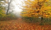 چه چیزی در انتظار جنگل‌های هیرکانی پس از ثبت جهانی است؟