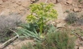پیش بینی برداشت ۵۰ تن آنغوزه در خراسان جنوبی