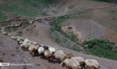 گزارش تصویری/رونق تولید در مراتع ییلاقی 