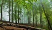 غرب مازندران زیستگاه بی‌نظیرترین جنگل‌های دنیا
