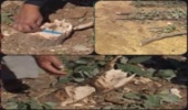 لرستان/عامل قطع درختان جنگلی روانه زندان شد