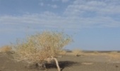 کاهش تخریب پوشش گیاهی در دستور کار منابع طبیعی سمنان قرار دارد 