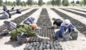 ترسیب کربن، طرحی  برای مبارزه علیه فقر و بیابان‌زایی