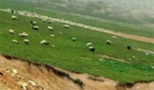 سود آوری طرح های مرتعداری با کمک صندوق های حمایت از توسعه منابع طبیعی