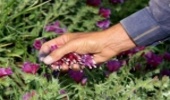 هرمزگان/کوه گنو محلی مناسب برای رویش گیاهان دارویی هرمزگان