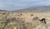 آغاز عملیات اجرایی پروژه جنگلکاری شهرستان جهرم از صندوق توسعه ملی