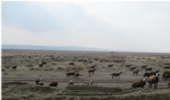 شناسایی و کنترل مناطق کانونی و خسارت زای آفات در جنگل ها و مراتع البرز