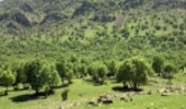 سطح جنگل‌های طبیعی و دست‌کاشت ایران به ۱۴.۳ میلیون هکتار رسید
