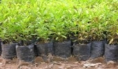 توزیع نهال در اصفهان تا پایان سال ادامه دارد