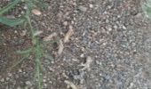هجوم ملخ کوهان دار و کرم برگ خوار در مراتع خراسان جنوبی