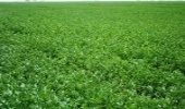کشت یونجه در ۱۰۰ هکتار از اراضی دیم کم‌بازده استان مرکزی انجام شد