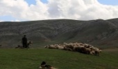 واگذاری مراتع فاروج به دامداران آتش‌سوزی‌ها را به صفر رساند