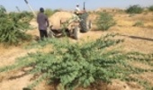 ۱۳۰۰ هکتار از بیابانهای گناوه نهالکاری شد