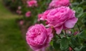 توزیع سی هزار گل محمدی در شهرستان مهدیشهر