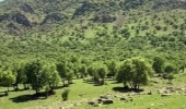 احیای سالانه بیش از 10 هزار هکتار از عرصه های مراتعی و جنگلی همدان