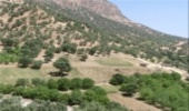 آغاز آبیاری جنگل های دست کاشت در بیرجند