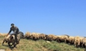 واگذاری مدیریت ۱۷ هزار و ۵۳۱ هکتار مراتع خراسان شمالی به بهره‌برداران