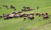 احیا مراتع زنجان به همت دامداران 