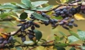 هجوم سودجویان به مناطق کوهستانی خراسان شمالی برای برداشت زرشک کوهی