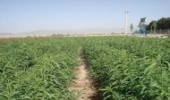 تولید نهال توت برای نخستین بار در کشور از طریق بذر در نهالستان اراک 