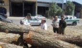 قم/ کشف 79 اصله درخت جنگلی و بیابانی قاچاق از ابتدای سال تا به امروز