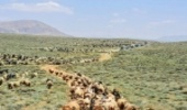 تهران/ اخراج 20 هزار رأس دام غیر مجاز از مراتع ییلاقی لار