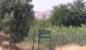 افزایش 550 هکتاری زراعت چوب در استان همدان