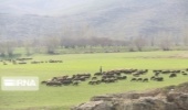 احاله مدیریت 20 طرح مرتعداری در گستره 52 هزار هکتار از مراتع خراسان شمالی به بهره‌برداران در سال جاری